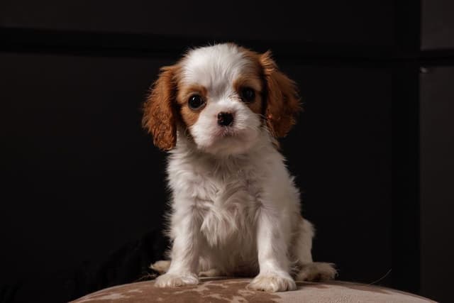 Cavalier King Charles Spaniel Puppies media 2