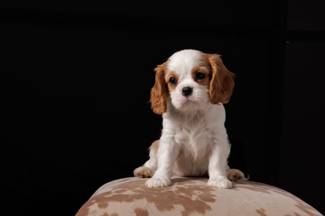 Cavalier King Charles Spaniel Puppies media 12