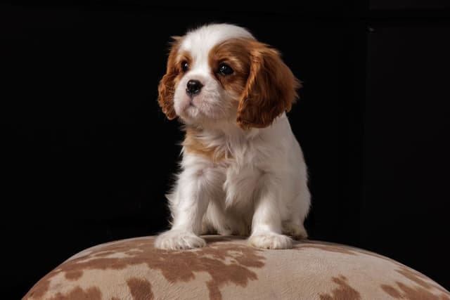 Cavalier King Charles Spaniel Puppies media 3