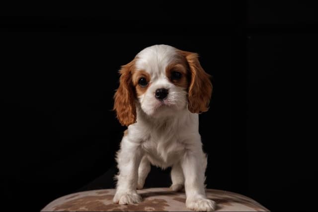 Cavalier King Charles Spaniel Puppies media 4