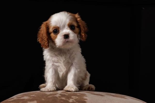 Cavalier King Charles Spaniel Puppies media 5