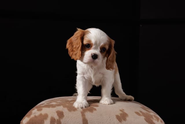 Cavalier King Charles Spaniel Puppies media 6