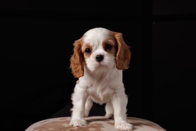 Cavalier King Charles Spaniel Puppies media 7