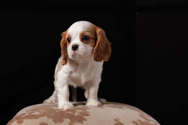 Cavalier King Charles Spaniel Puppies media 8