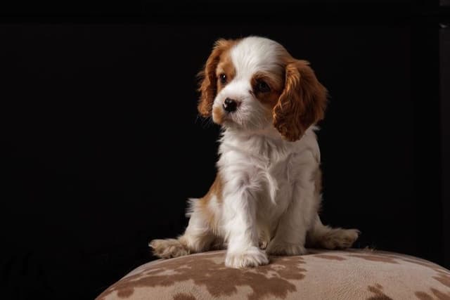 Cavalier King Charles Spaniel Puppies media 9