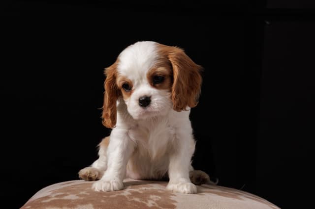 Cavalier King Charles Spaniel Puppies media 10