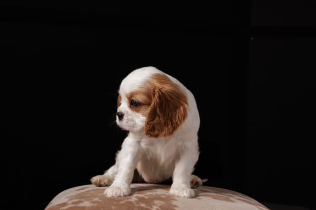 Cavalier King Charles Spaniel Puppies media 11