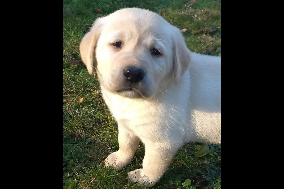 Labrador Retriever Puppies breeder image 1