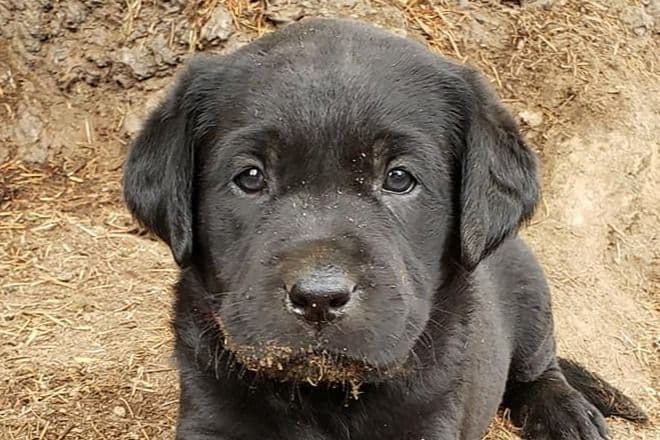 Labrador Retriever Puppies breeder image 2