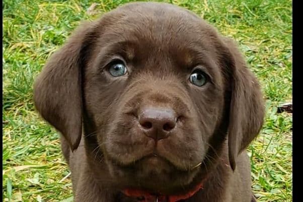 Labrador Retriever Puppies breeder image 3