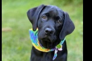 Labrador Retriever Puppies breeder image 4