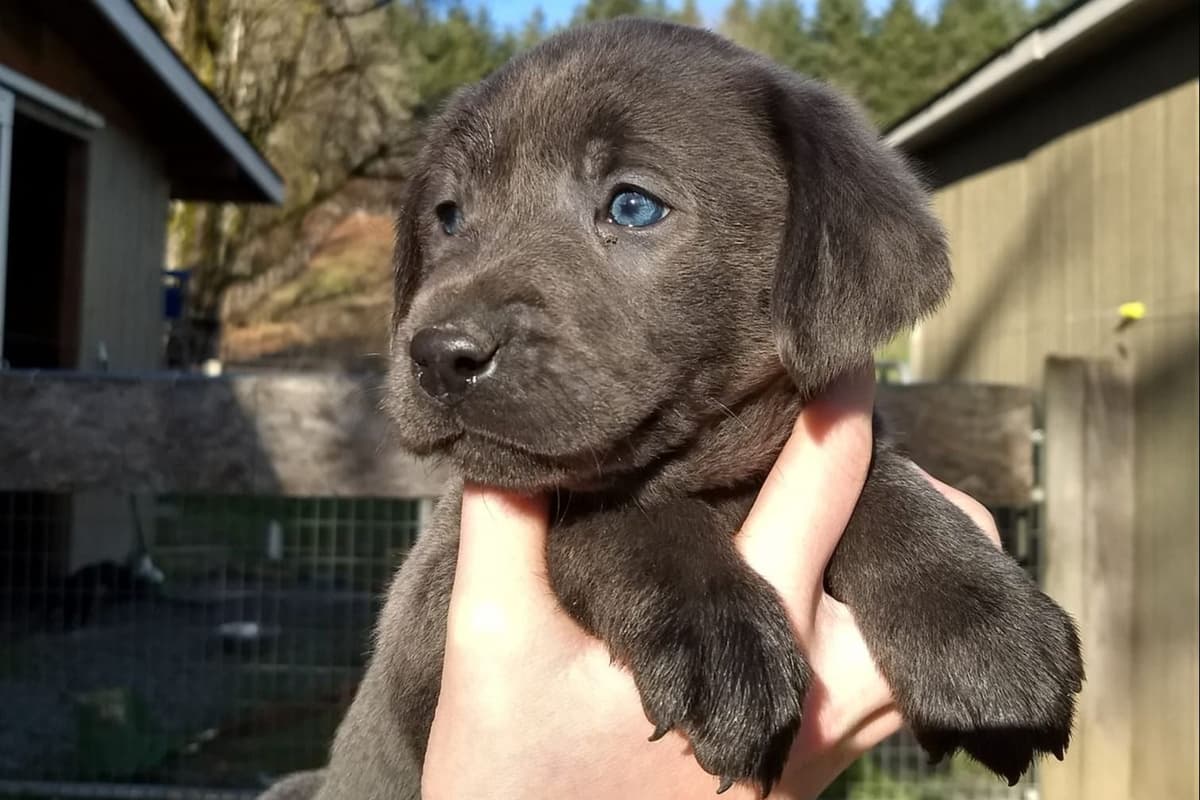 Labrador Retriever Puppies breeder image 5