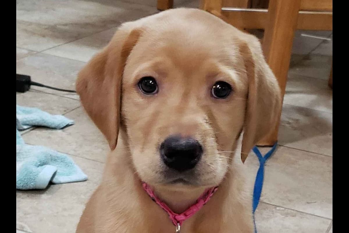 Labrador Retriever Puppies breeder image 6