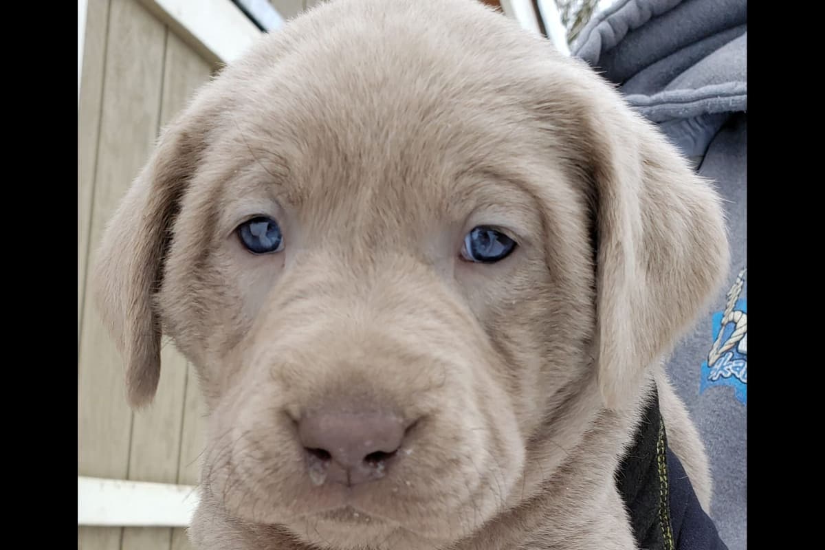 Labrador Retriever Puppies breeder image 7