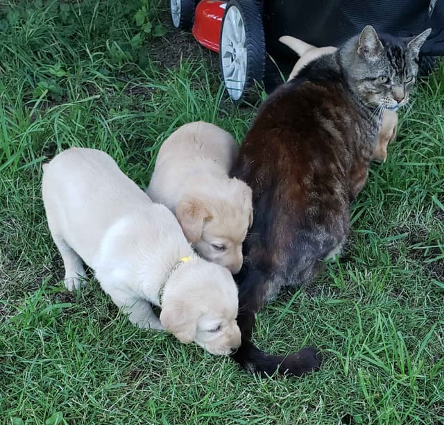 Labrador Retriever Puppies media 2