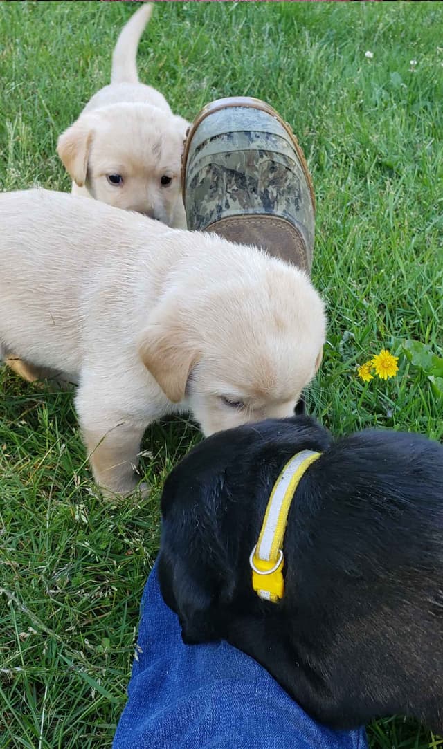 Labrador Retriever Puppies media 2