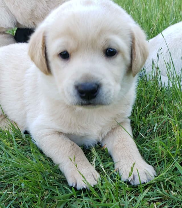 Labrador Retriever Puppies media 4