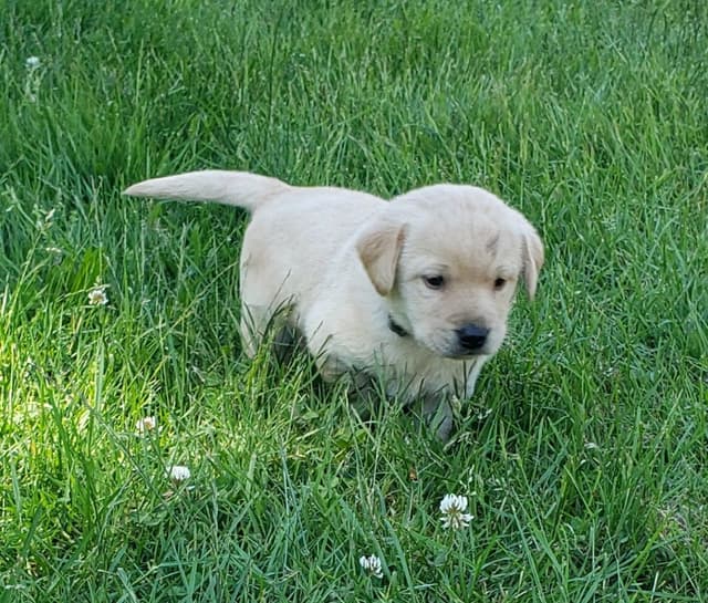 Labrador Retriever Puppies media 3