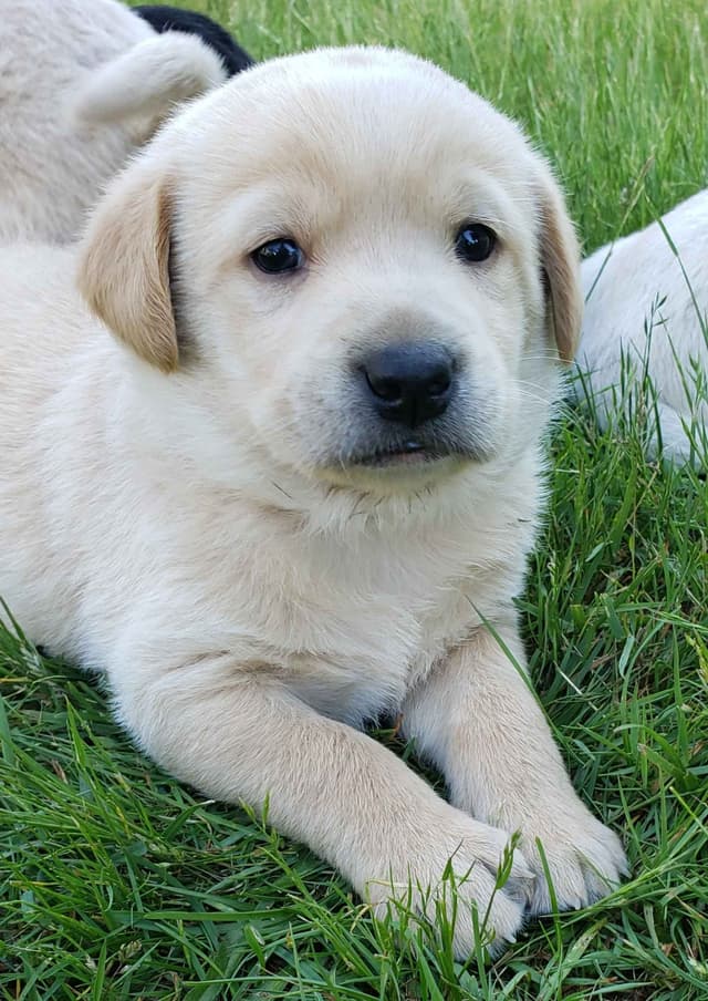 Labrador Retriever Puppies media 5