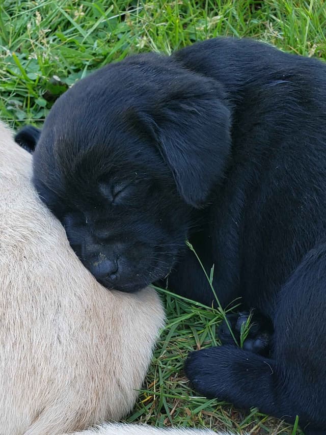 Labrador Retriever Puppies media 7