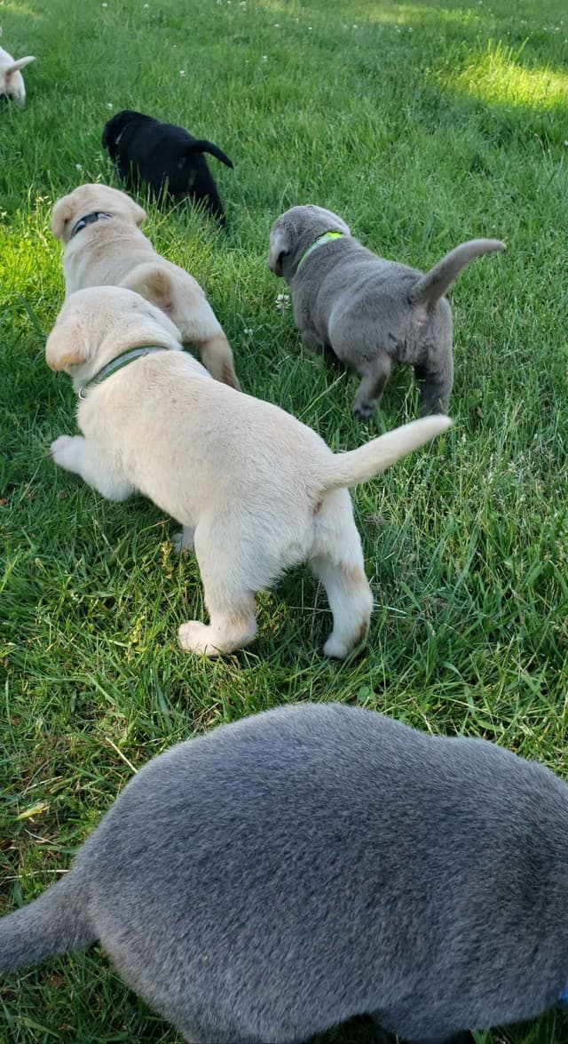 Labrador Retriever Puppies media 9