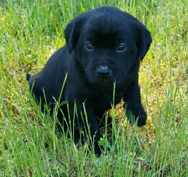 Labrador Retriever Puppies media 8