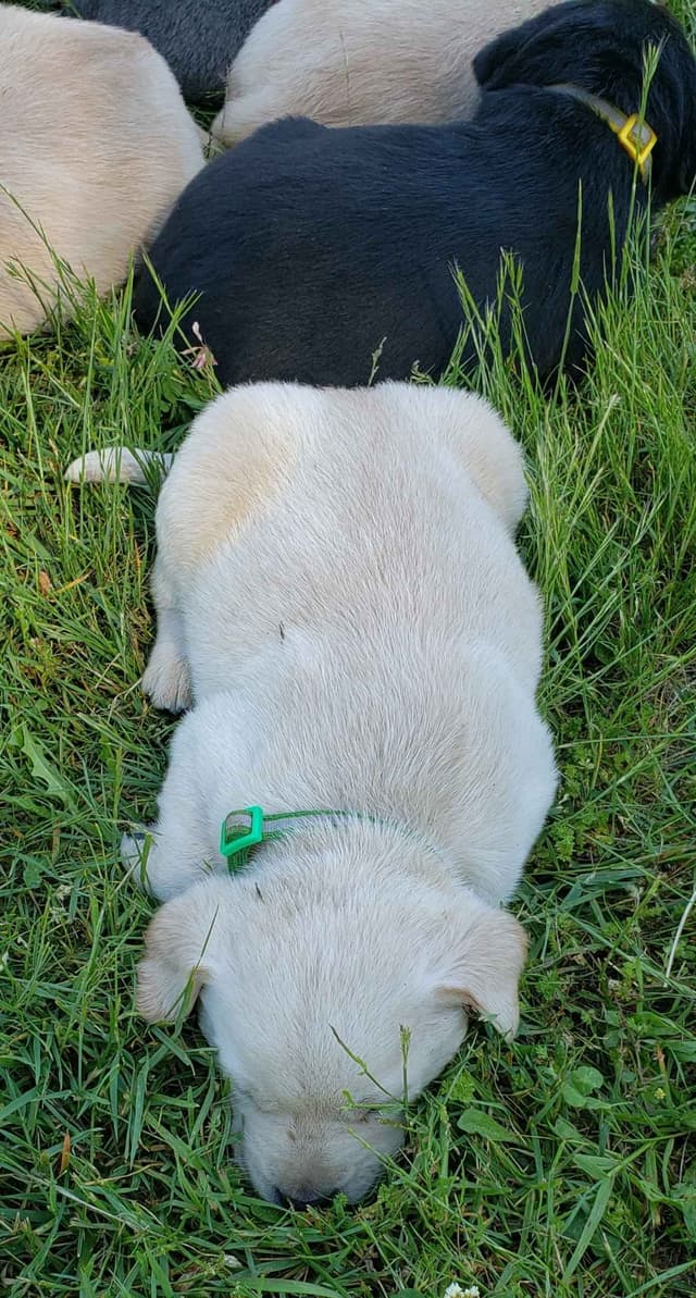 Labrador Retriever Puppies media 6