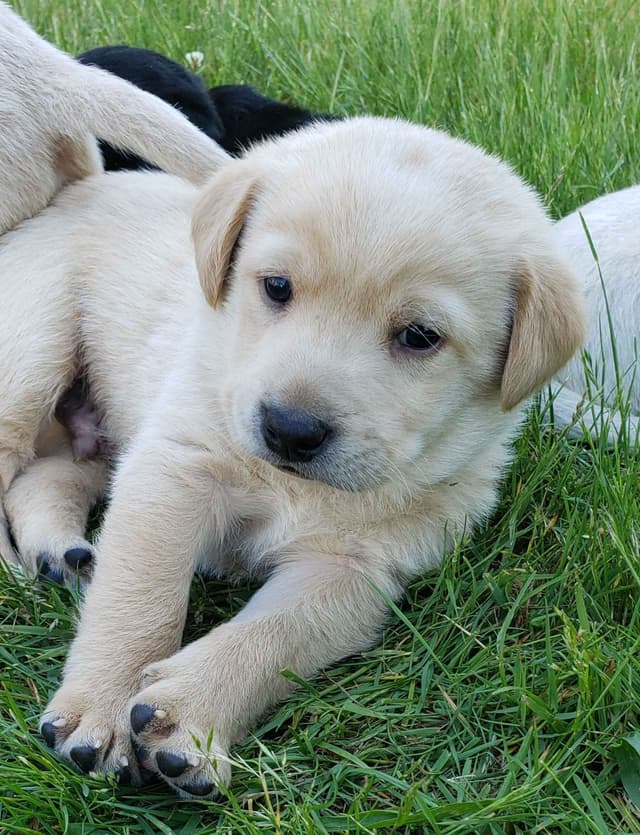 Labrador Retriever Puppies media 12
