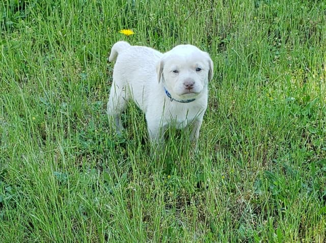 Labrador Retriever Puppies media 11