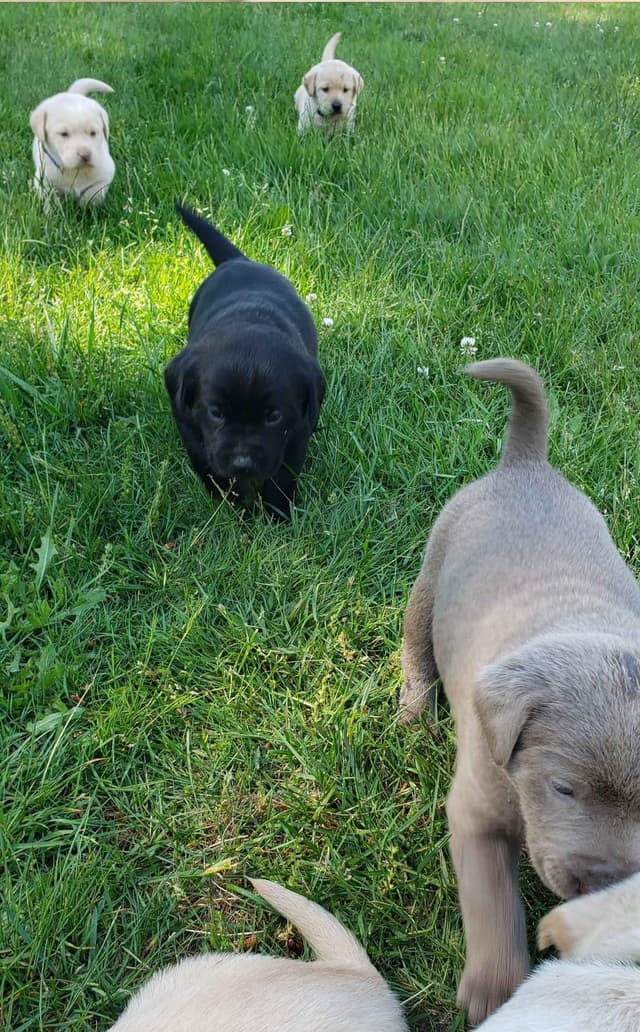 Labrador Retriever Puppies media 20