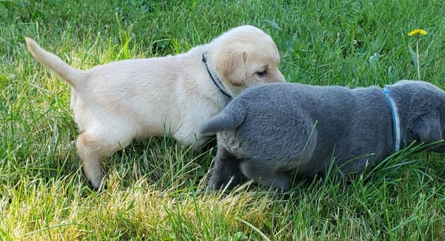 Labrador Retriever Puppies media 15