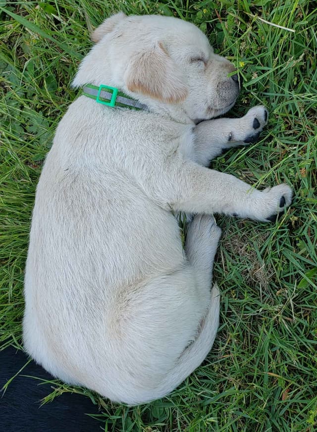 Labrador Retriever Puppies media 17