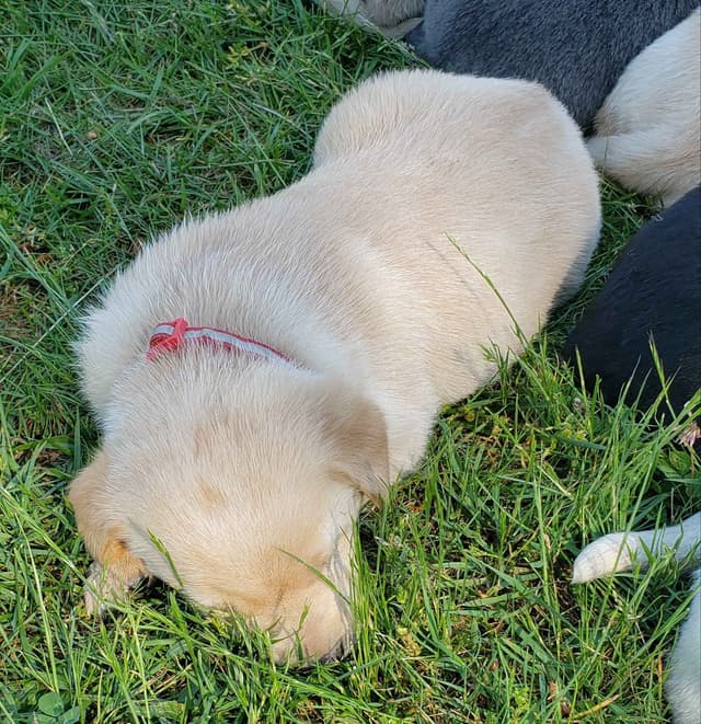 Labrador Retriever Puppies media 13