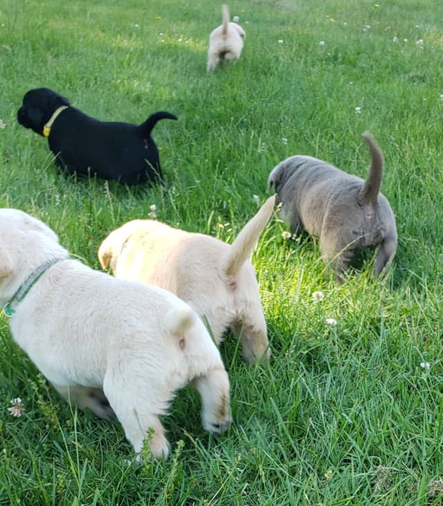 Labrador Retriever Puppies media 14