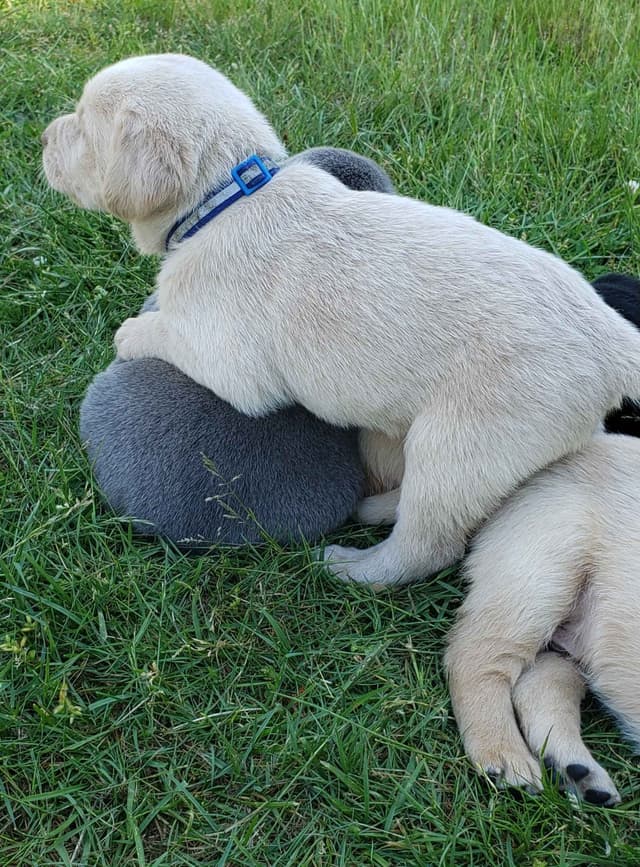 Labrador Retriever Puppies media 22