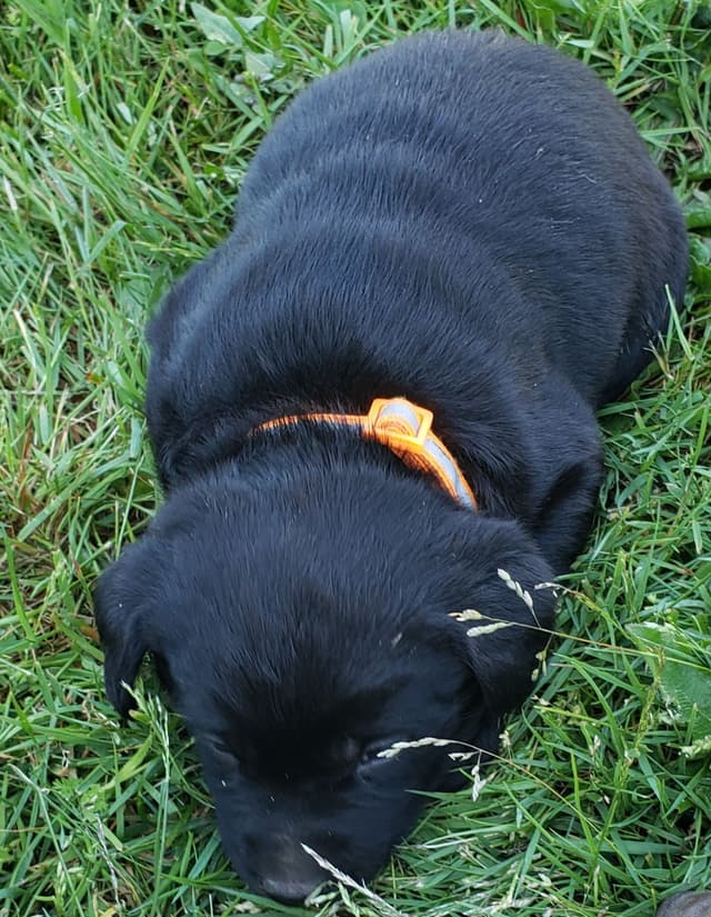 Labrador Retriever Puppies media 23