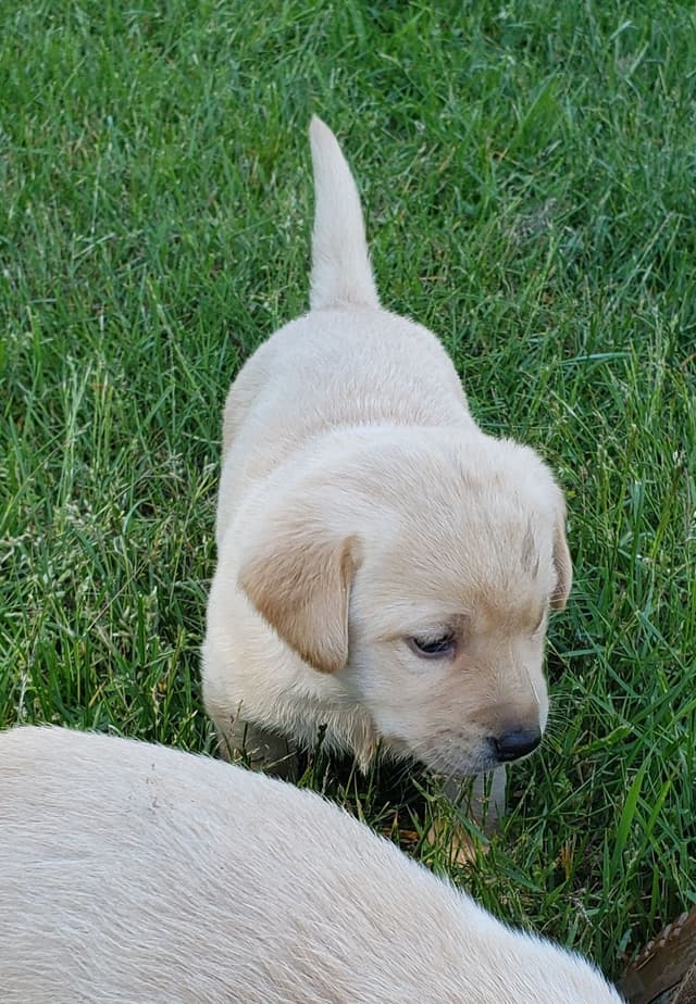 Labrador Retriever Puppies media 16