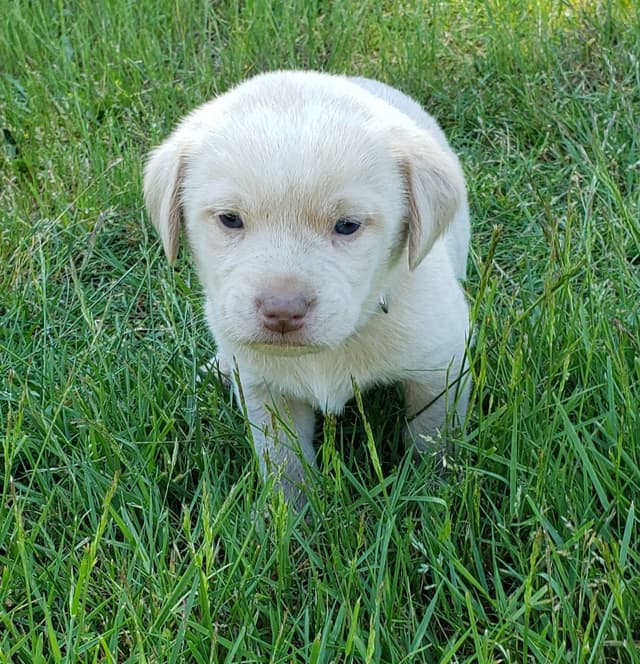 Labrador Retriever Puppies media 18