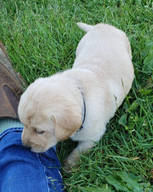 Labrador Retriever Puppies media 19