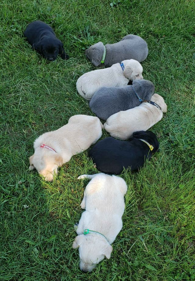 Labrador Retriever Puppies media 24