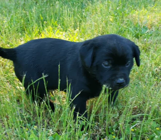 Labrador Retriever Puppies media 21