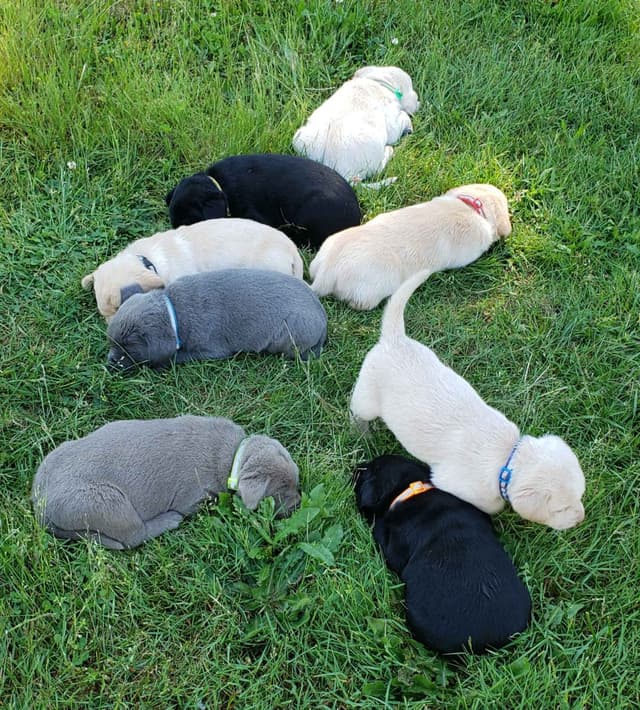 Labrador Retriever Puppies media 25