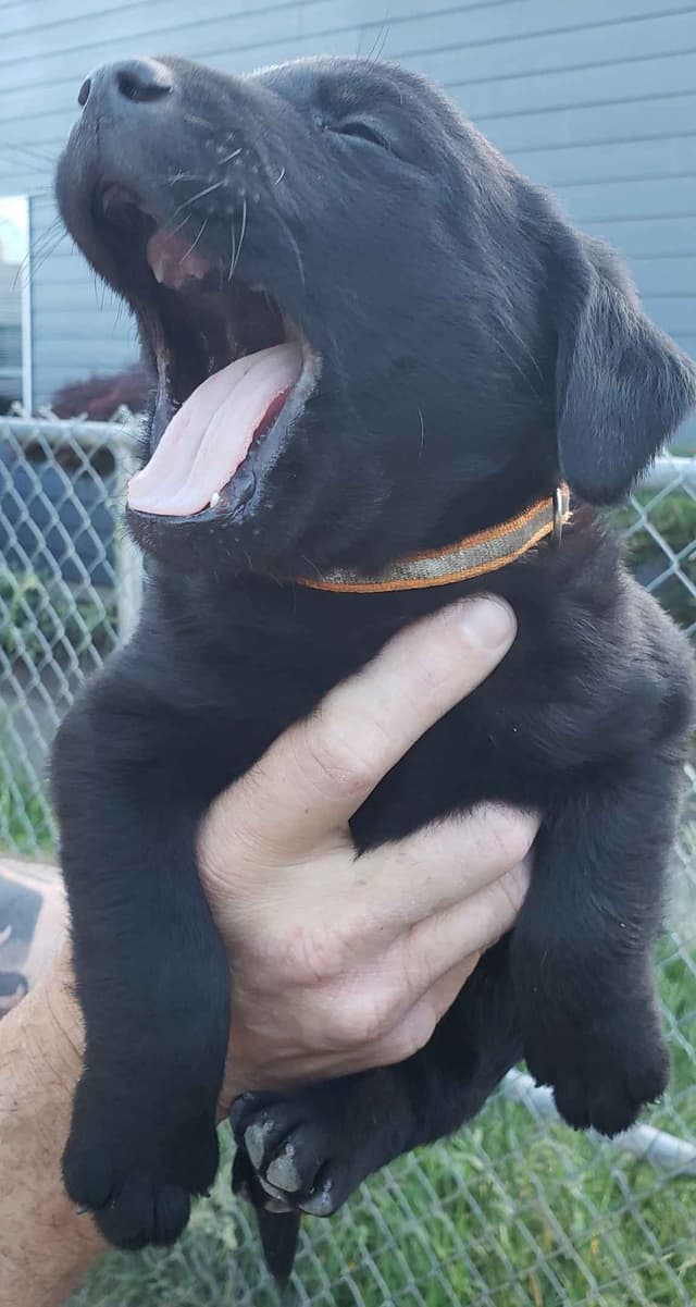 Labrador Retriever Puppies media 26
