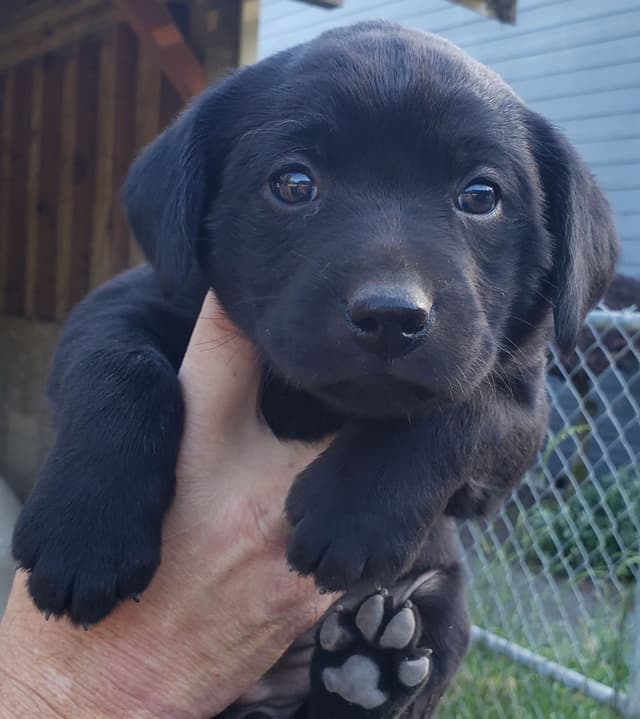 Labrador Retriever Puppies media 27