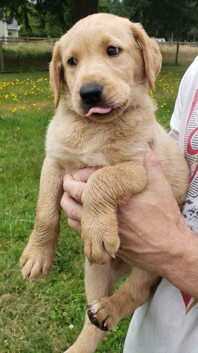 Labrador Retriever Puppies media 5