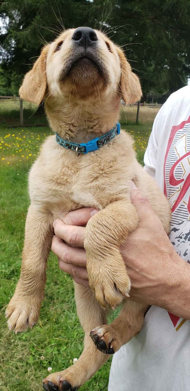 Labrador Retriever Puppies media 6