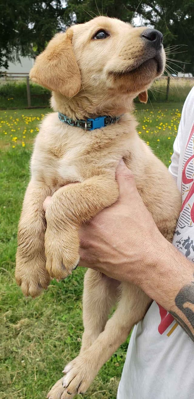 Labrador Retriever Puppies media 8