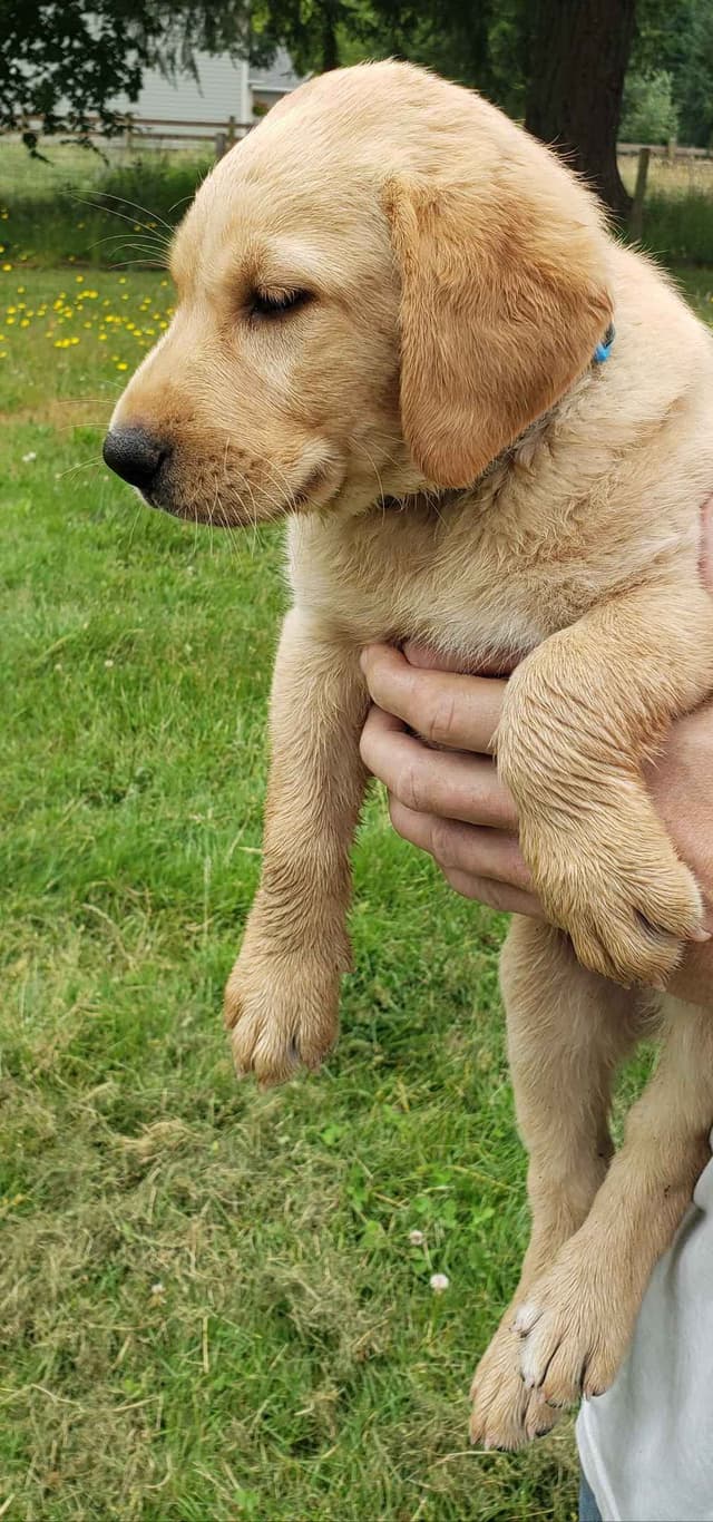 Labrador Retriever Puppies media 9
