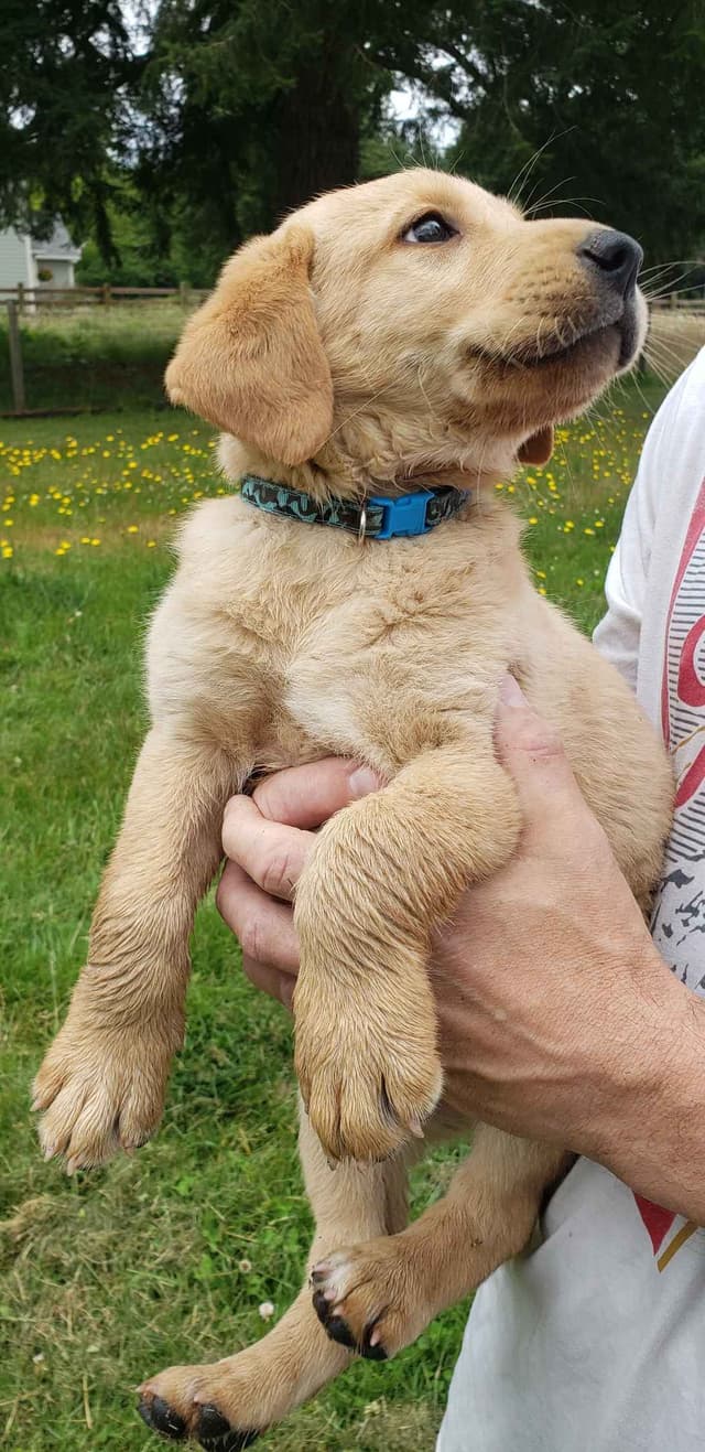 Labrador Retriever Puppies media 10
