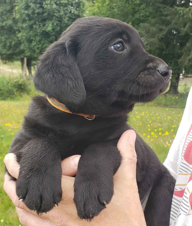 Labrador Retriever Puppies media 29